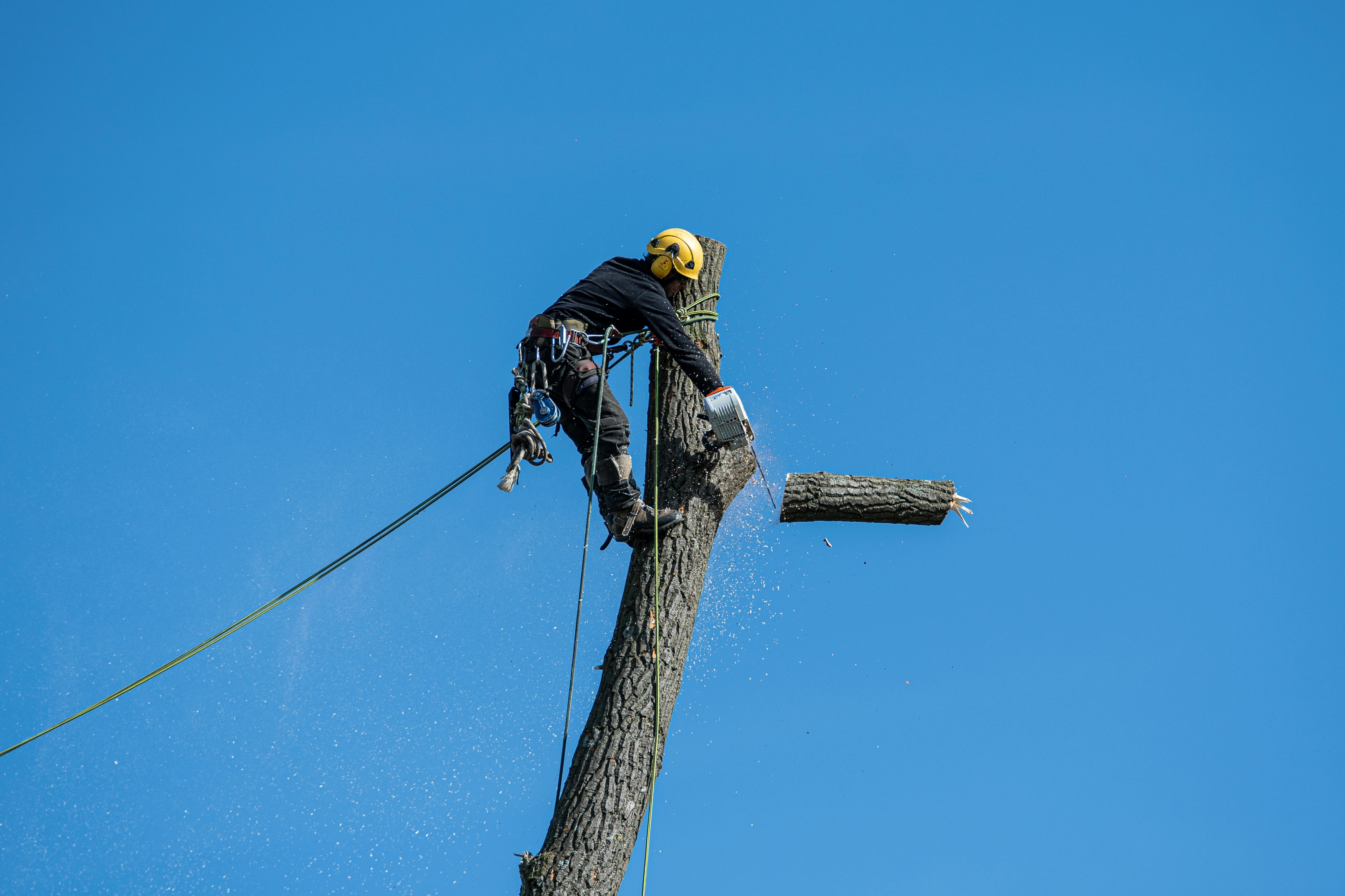 Cut Down Tree